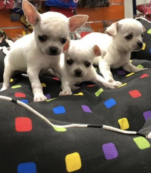 cuccioli di chiwawa velocissimi 