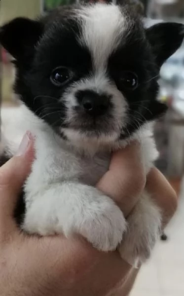 cuccioli di spitz e chiwawa felicissimi