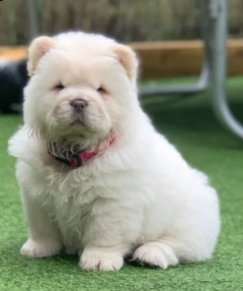 cuccioli di chow chow lingua blu