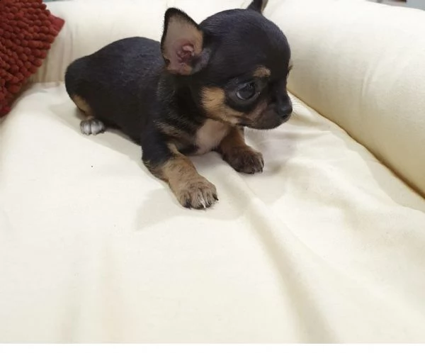 cuccioli di chiwawa vivacissimi 