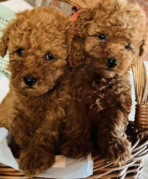 cuccioli di barboncini rosso piccante
