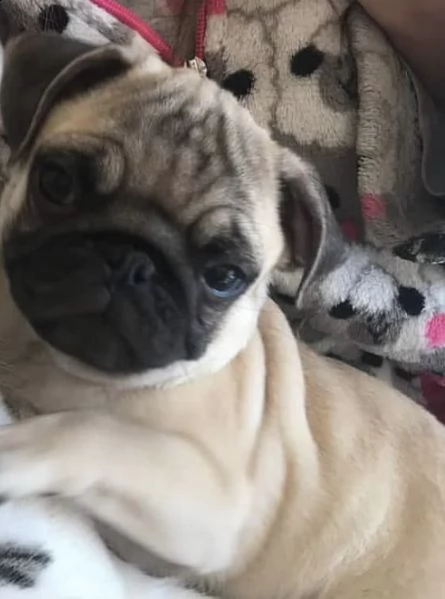 cucciolo dolce di carlino