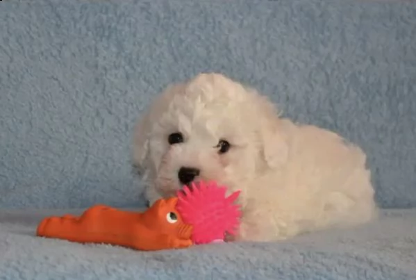 cuccioli sfiziosi di bolognese toy