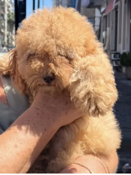 cuccioli di barboncini toy fulvi