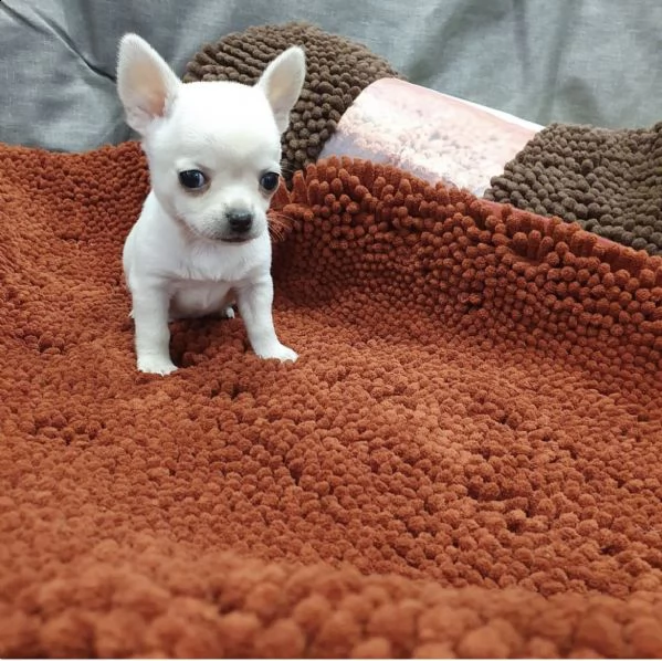 cuccioli di chiwawa testa a mela 