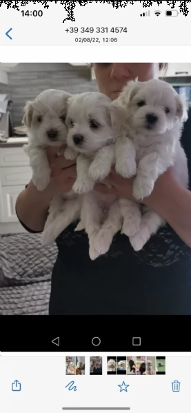cuccioli di maltesi amorevolissimi 