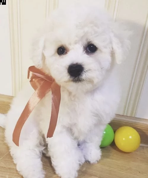 cuccioli di incantevoli di bolognese 