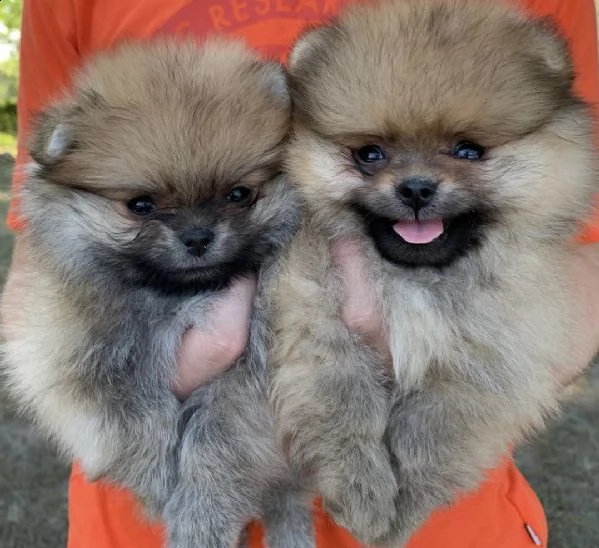 cuccioli di spitz graziosi