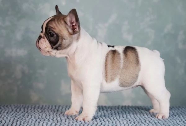 cuccioli di bull dog francese testa a mela