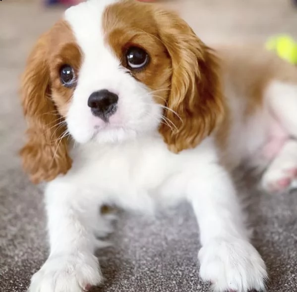 cuccioli di cavalierking 