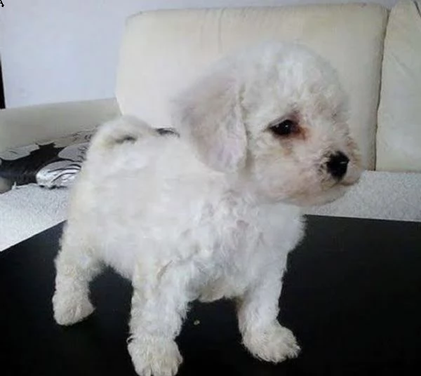 cuccioli di bishion frise atraenti