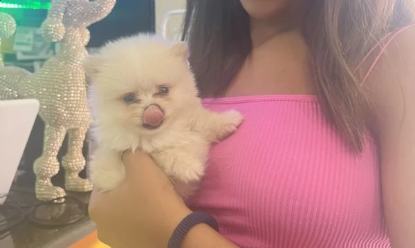 cuccioli minuscolo di volpino di pomerania 