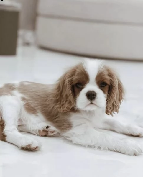 cuccioli eccellenti di cavalier king