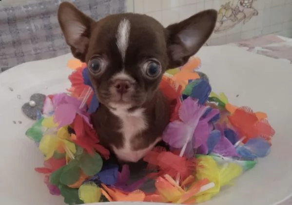 cuccioli veloci di chuwawa mini 