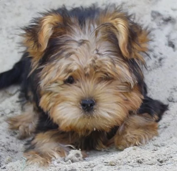 cuccioli graziosi di yorkshire mini 