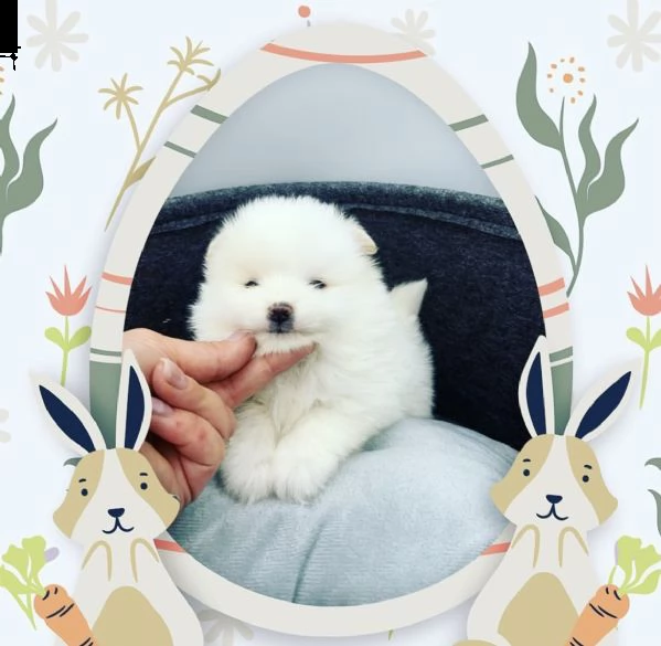 cuccioli di ottimissimi spitz e molto dolci