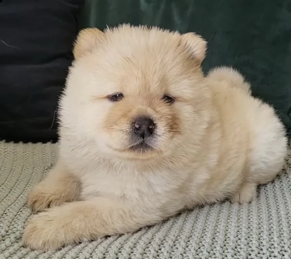 cuccioli affezionati di chow chow 