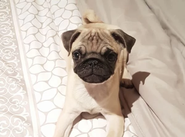 cuccioli inteligenti di carlino