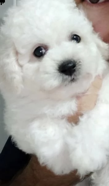 cuccioli omorevoli di bishion frise 
