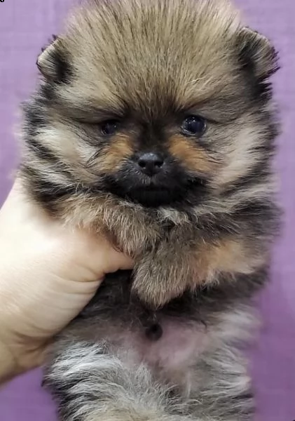 cuccioli eccellenti di spitz della pomerania 