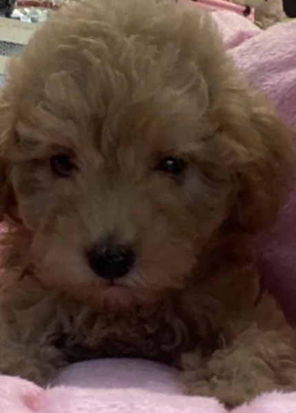 cuccioli passionali di barboncini toy 