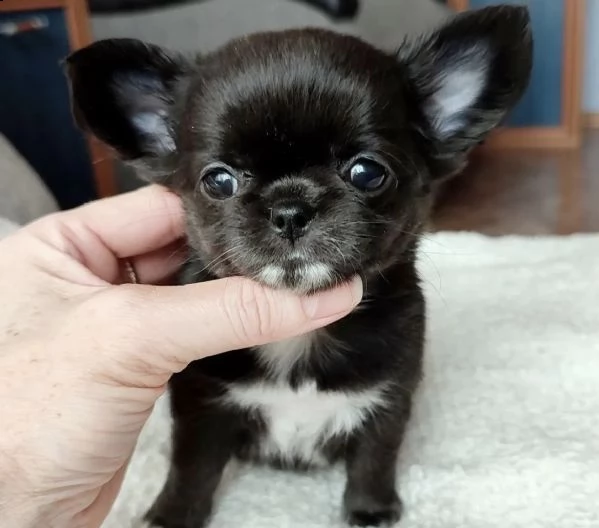 cuccioli di chiwawa a mezzo pelo