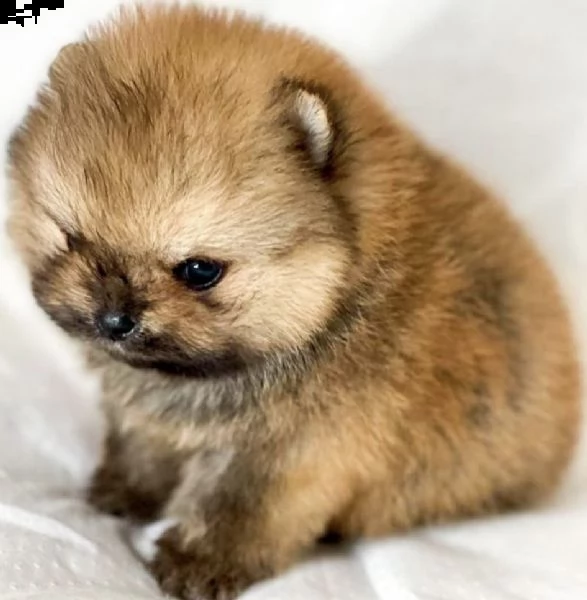 cuccioli famosi di spitz di pomerania 