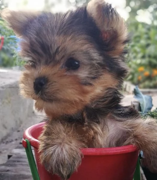cuccioli controllati di yorkshiree toy