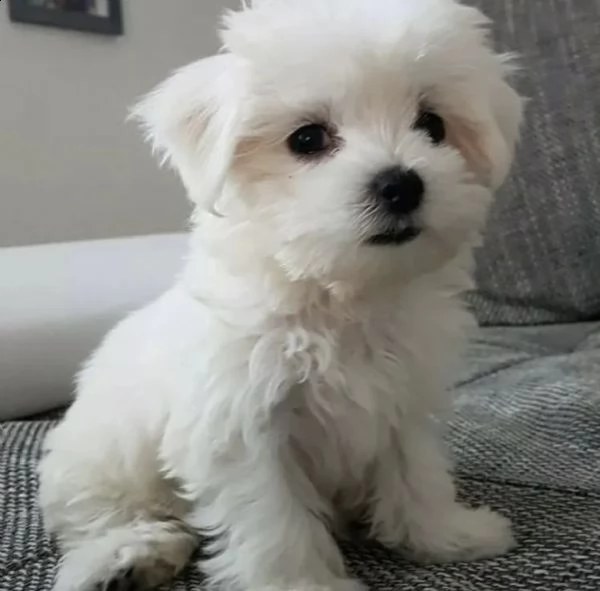 cuccioli di vivaci bishion frise 