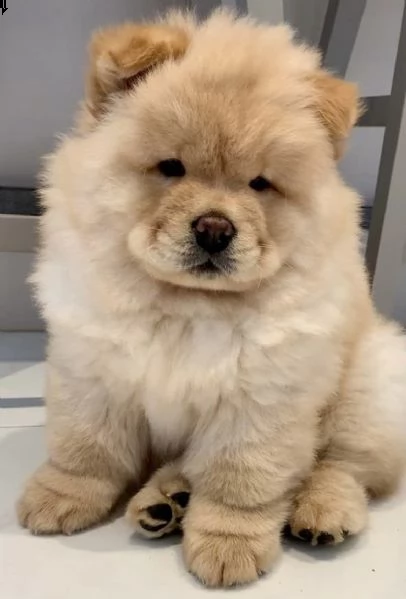 cuccioli eccellenti di chow chow 