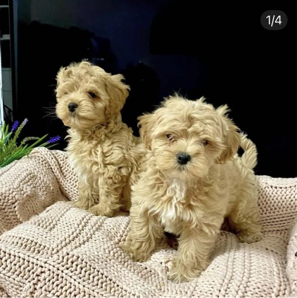 cuccioli perfetti di maltese e barbincini 