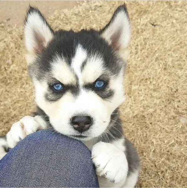 cuccioli velocissimi di siberian husky 