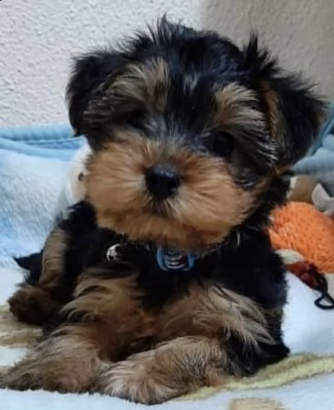 cuccioli curati di york shiree 