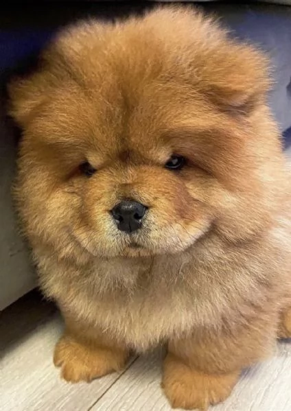 cuccioli favolosissimi di chow chow 