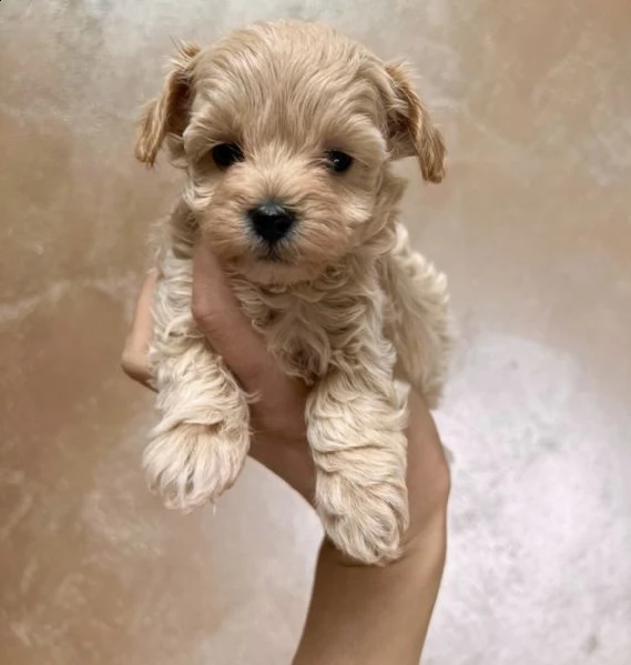 cuccioli arancio di maltipoo