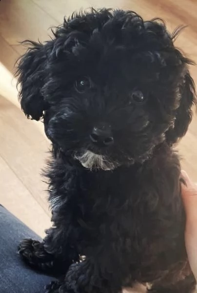 cuccioli blek di barboncini 