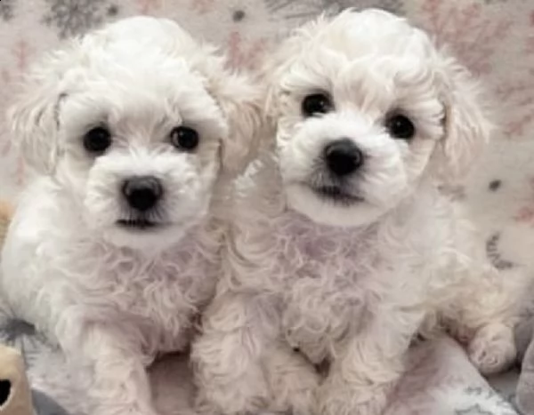 cuccioli con microcip di bolognesi 