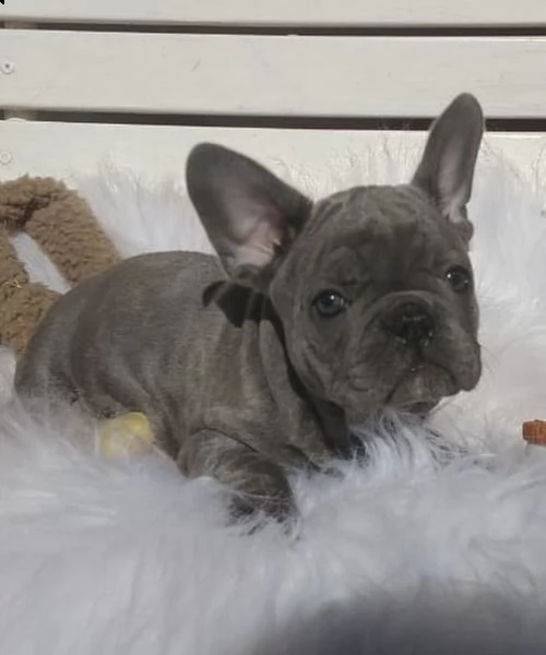 cuccioli grigi di bull dog francesi 