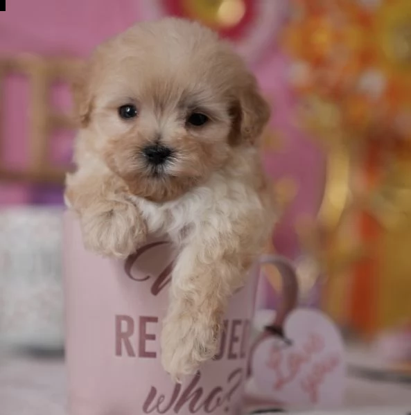 cuccioli di oro di barboncini toy