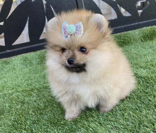 cuccioli toy di volpini di pomerania