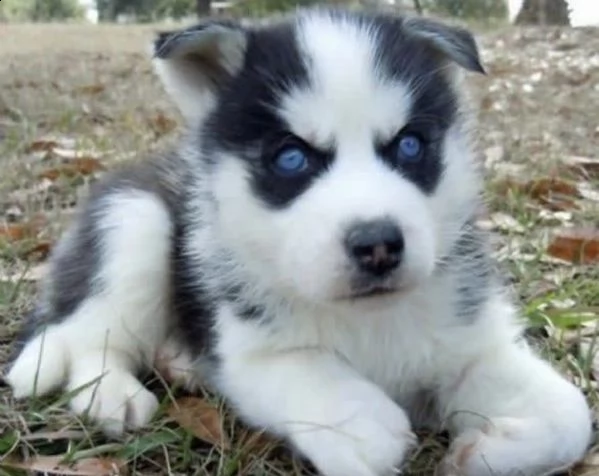 cuccioli particolor di siberianhisky