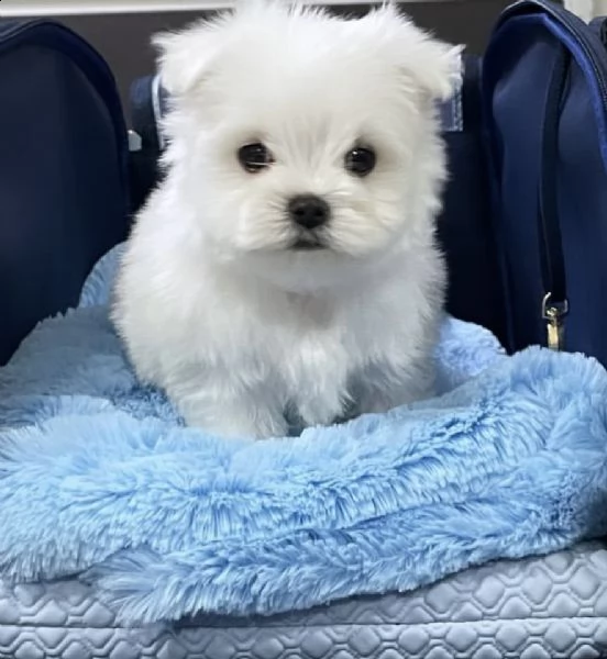 cuccioli bassissimi di maltesini toy