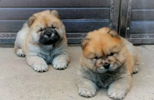 cuccioli red di chow chow 