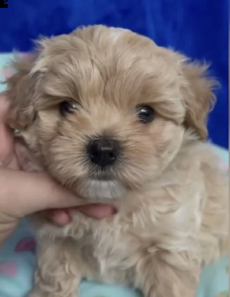 cuccioli red di barboncini maltese
