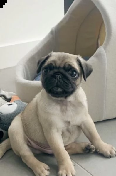 cuccioli di 3 mesi i carlini 