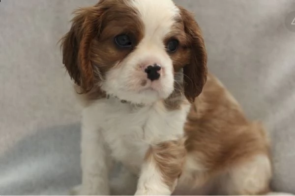 cuccioli red e bianchi cavalierking 