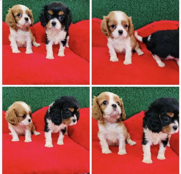 cuccioli di cavalier king dispinibili 