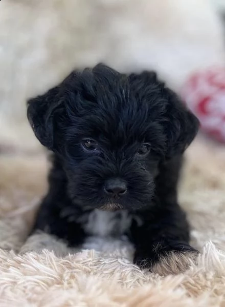 cuccioli di barboncini maltese inteligenti