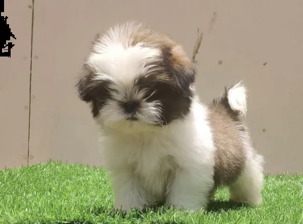 cuccioli di shitzu di 80 giorni