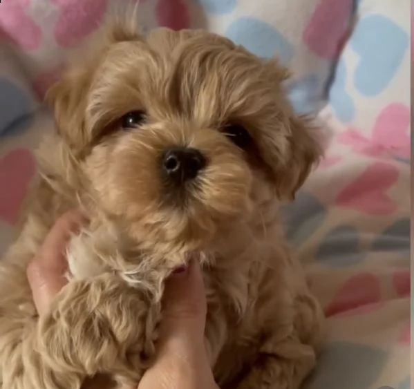 cuccioli attentissimi di maltipoo 